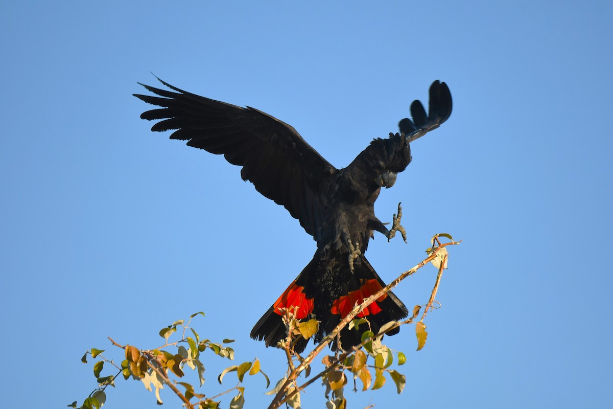 Red-tailed Black-Cockatoo - ML599637271