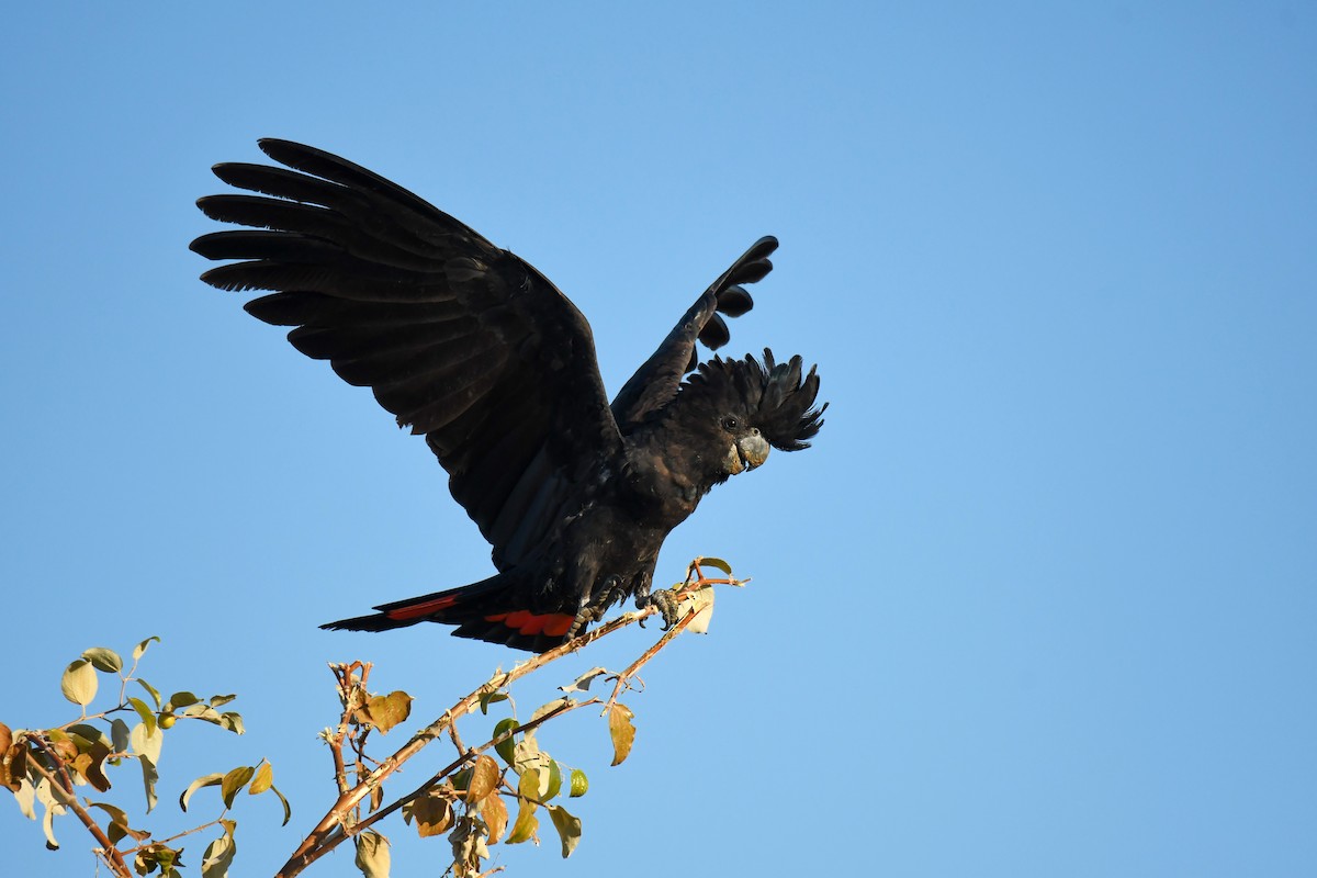 Red-tailed Black-Cockatoo - ML599637281