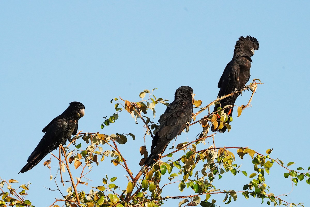 Red-tailed Black-Cockatoo - ML599637291