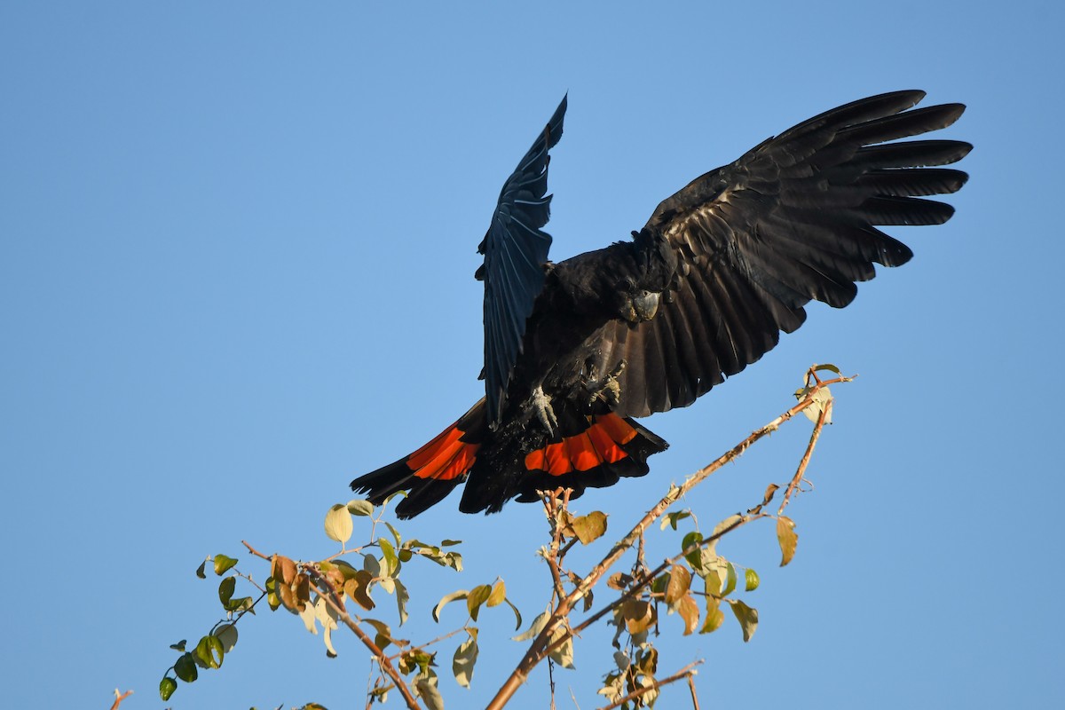 Red-tailed Black-Cockatoo - ML599637301