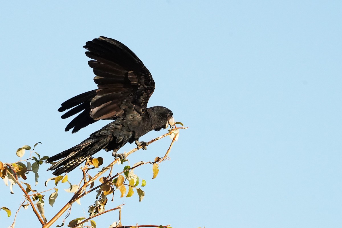 Red-tailed Black-Cockatoo - ML599637421