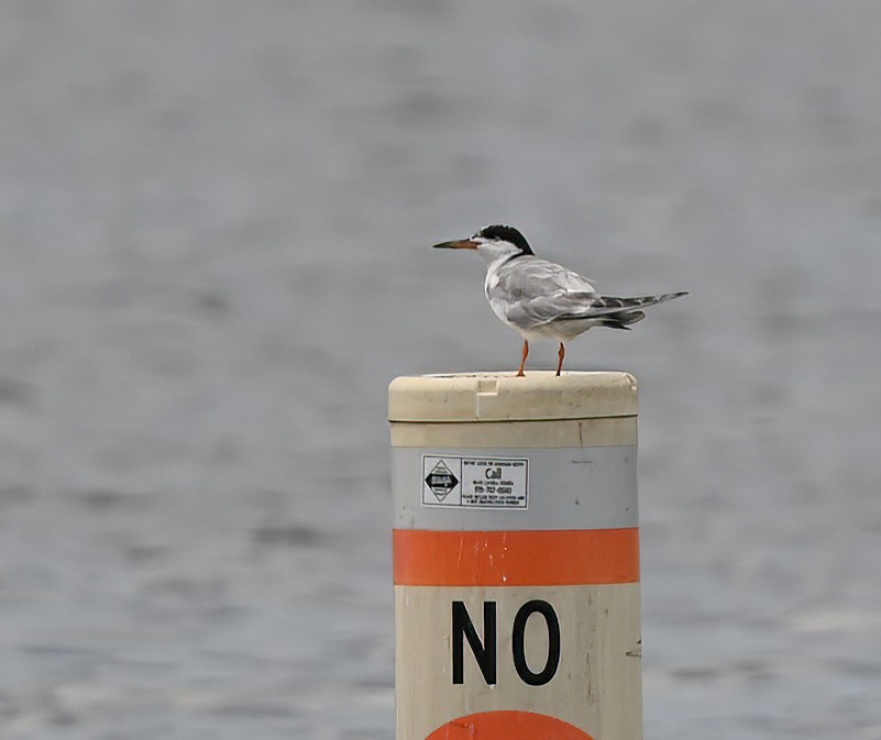 Forster's Tern - ML599637441