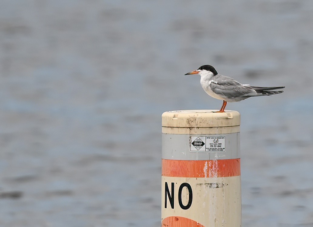 Forster's Tern - ML599637451
