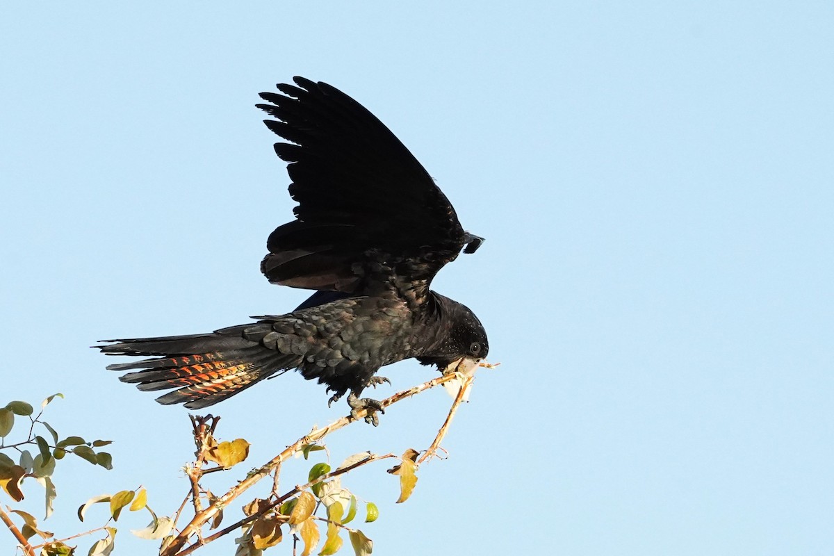 Red-tailed Black-Cockatoo - ML599637741