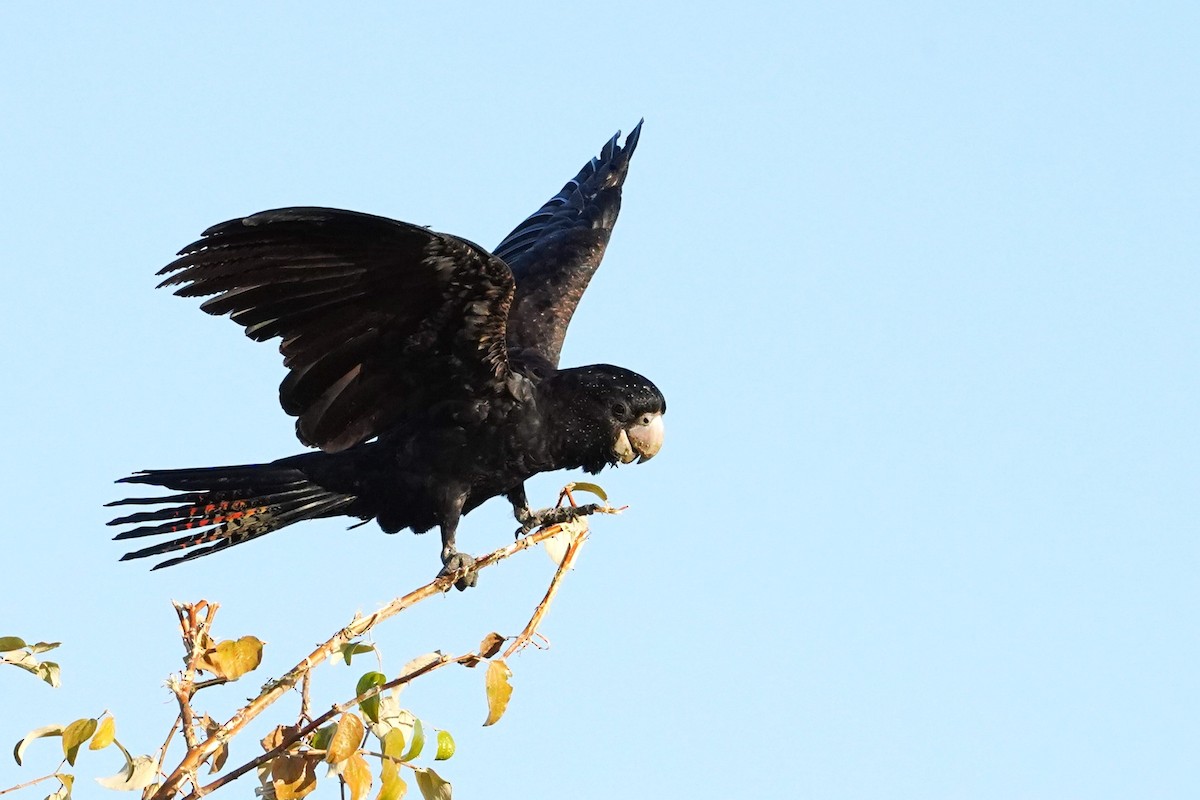 Red-tailed Black-Cockatoo - ML599638211