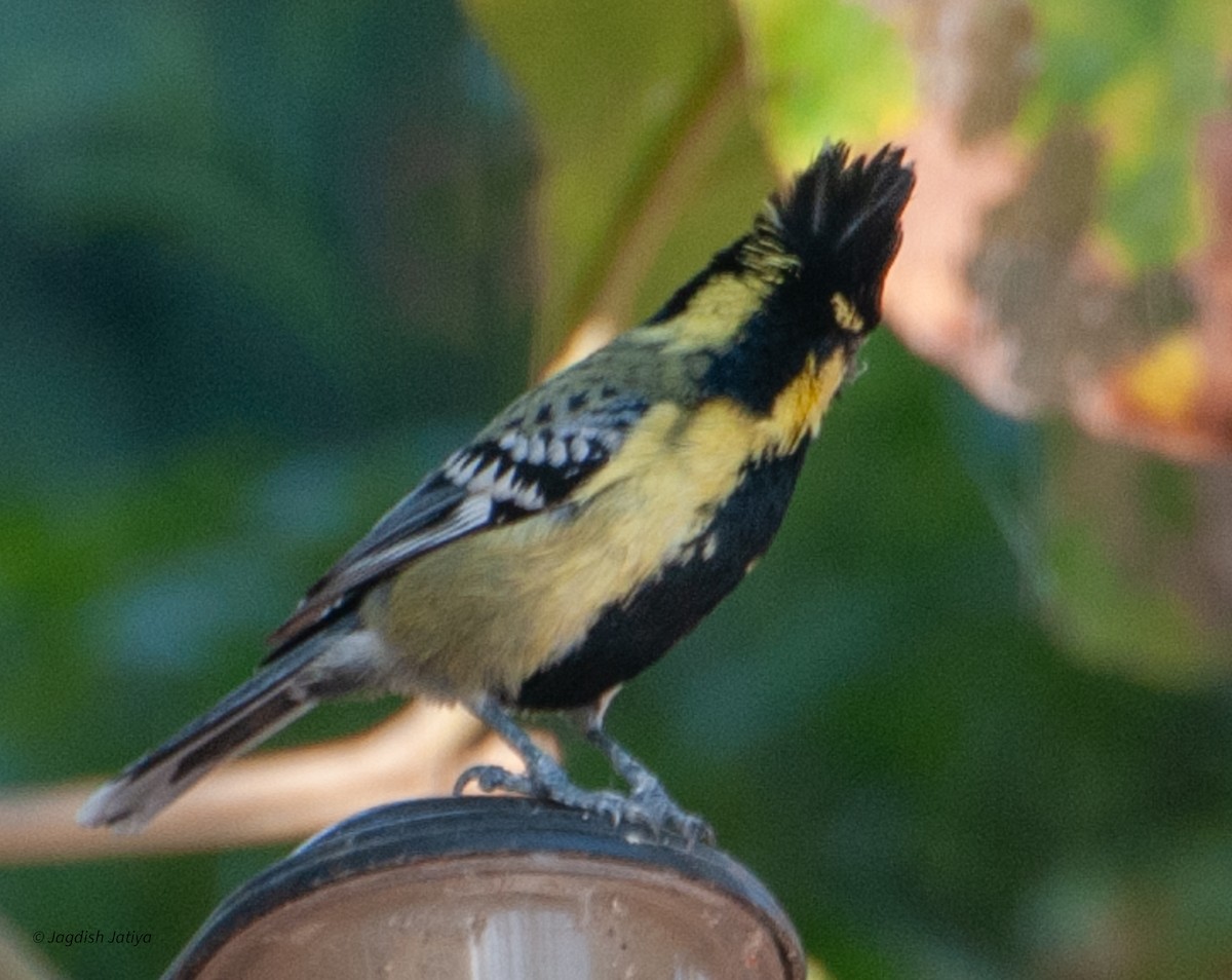 Indian Yellow Tit - ML599638241