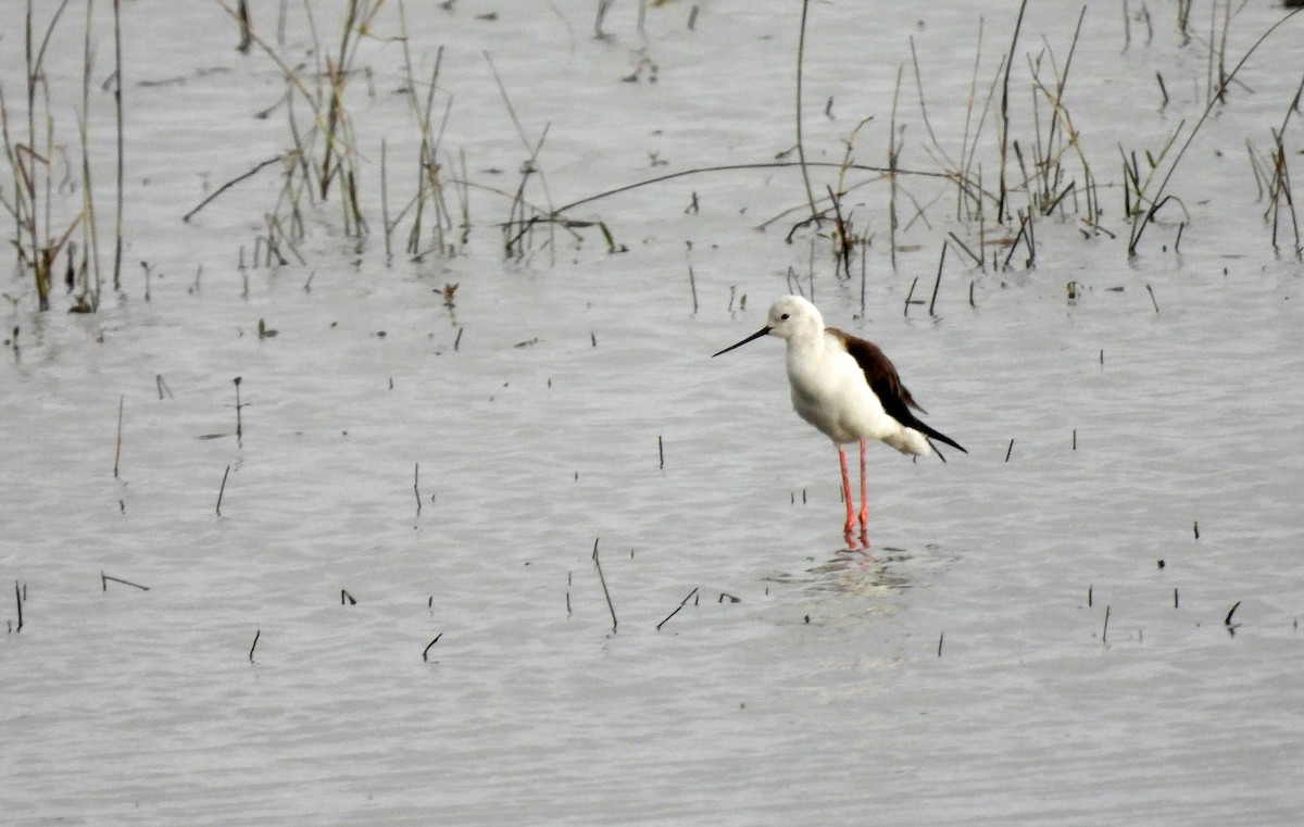 Black-winged Stilt - ML599638291