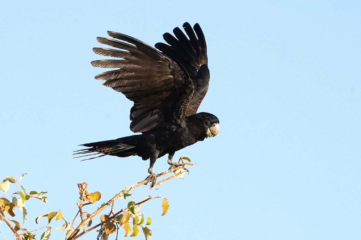 Red-tailed Black-Cockatoo - ML599638381