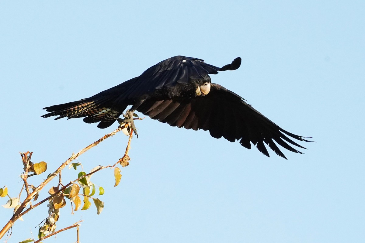 Red-tailed Black-Cockatoo - ML599638571