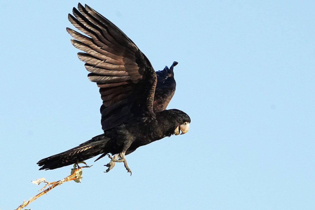 Red-tailed Black-Cockatoo - ML599638731