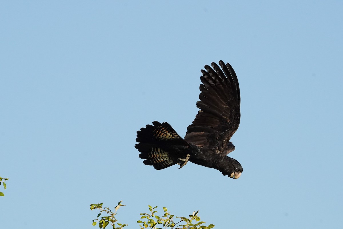 Red-tailed Black-Cockatoo - ML599638791