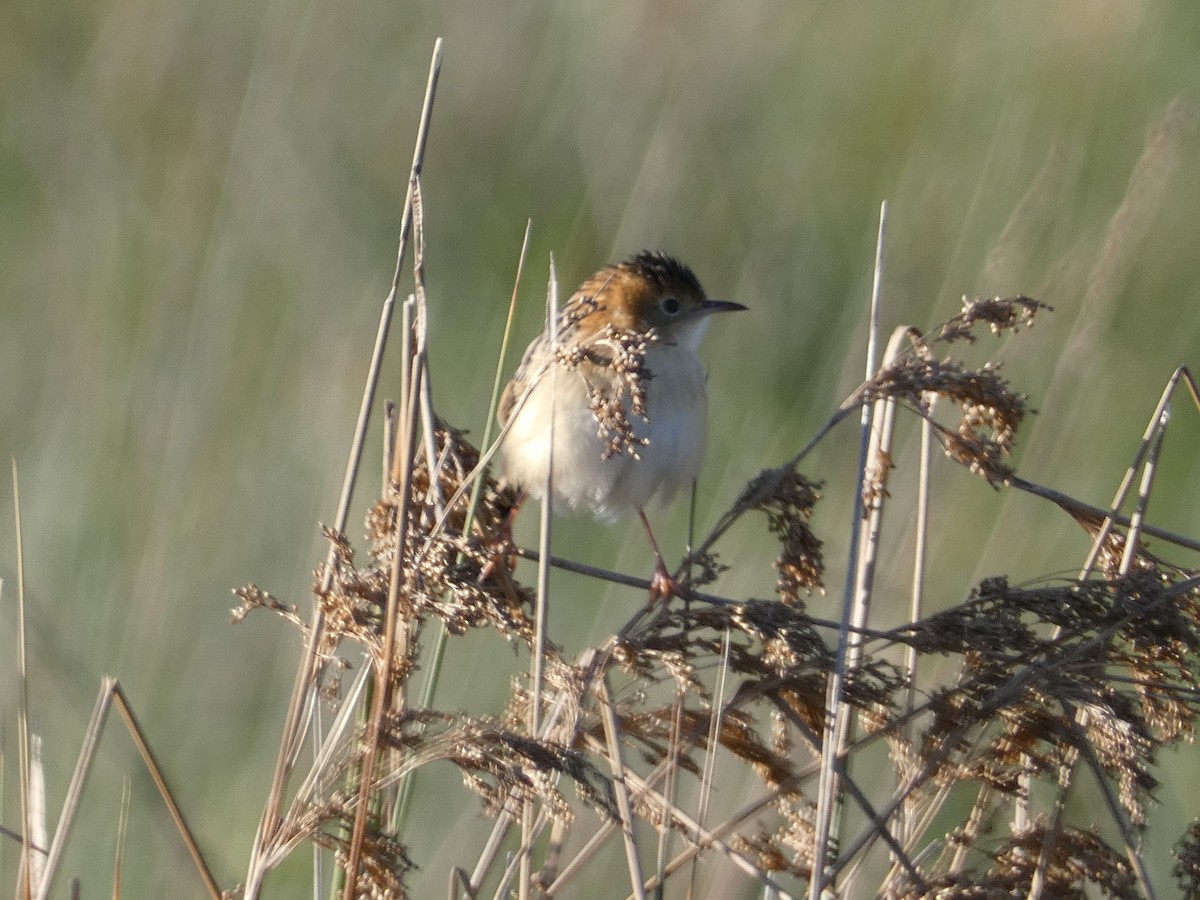 Golden-headed Cisticola - ML599642771