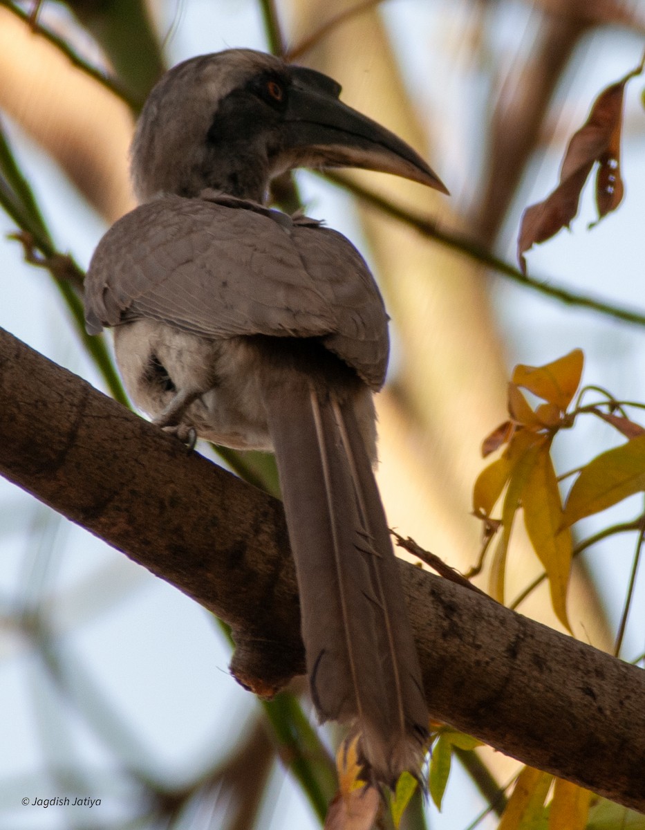 Indian Gray Hornbill - ML599642881