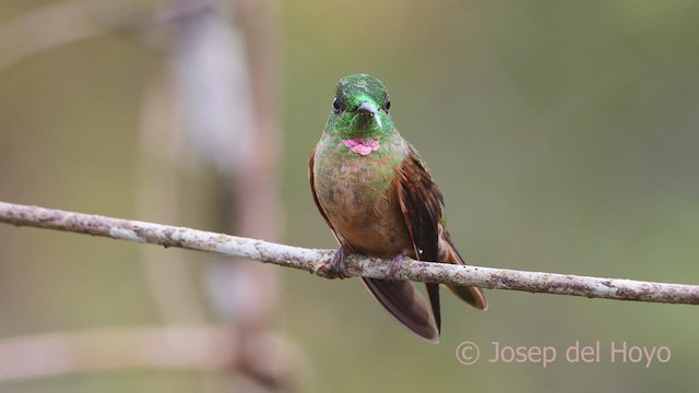 Fawn-breasted Brilliant - ML599643251