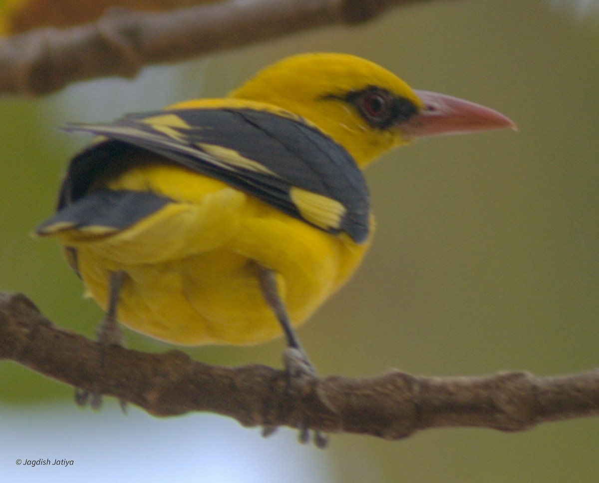 Indian Golden Oriole - ML599643271