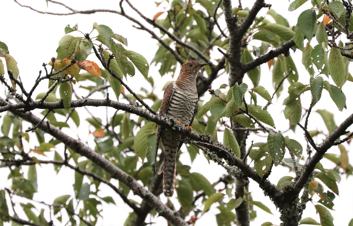 Oriental Cuckoo - ML599643351