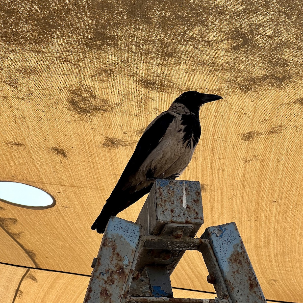 Hooded Crow - ML599643431