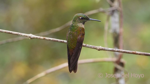 Fawn-breasted Brilliant - ML599643461