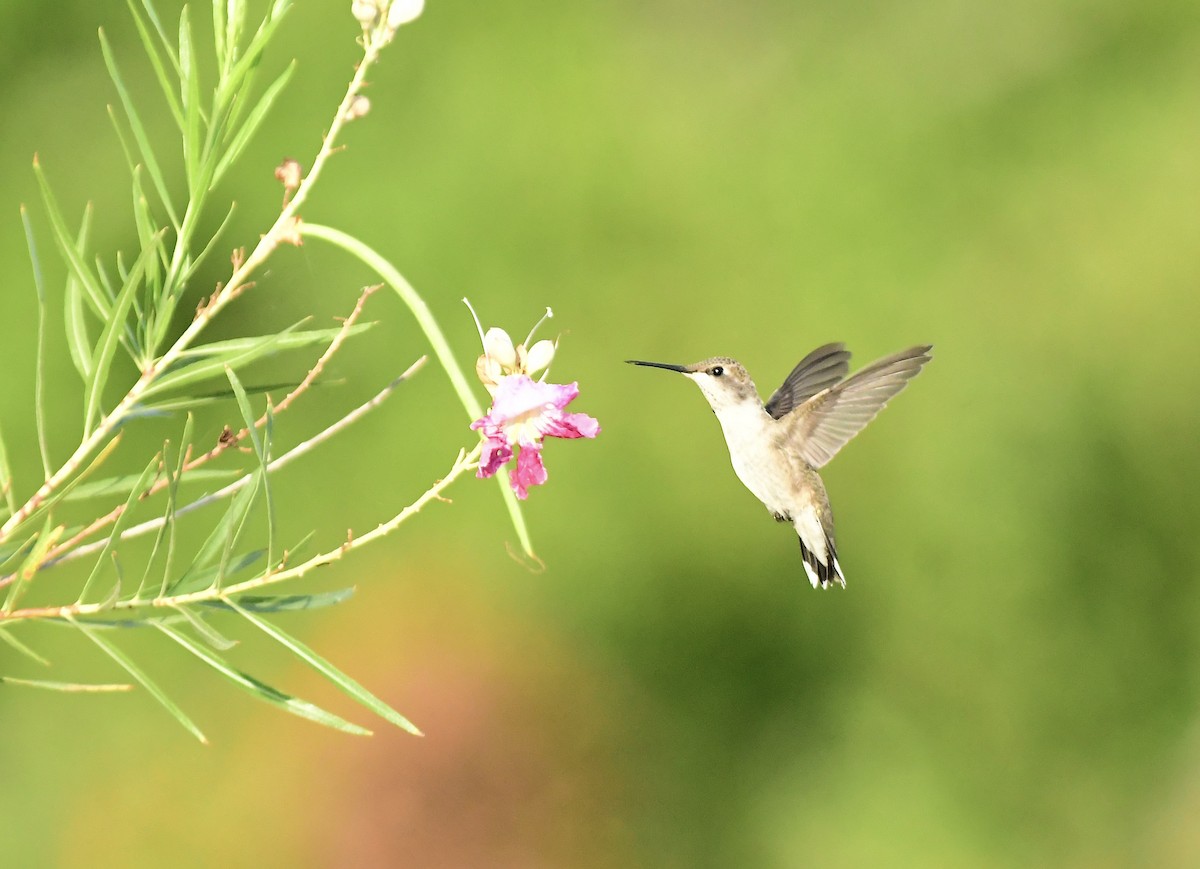 Colibri à gorge noire - ML599643751