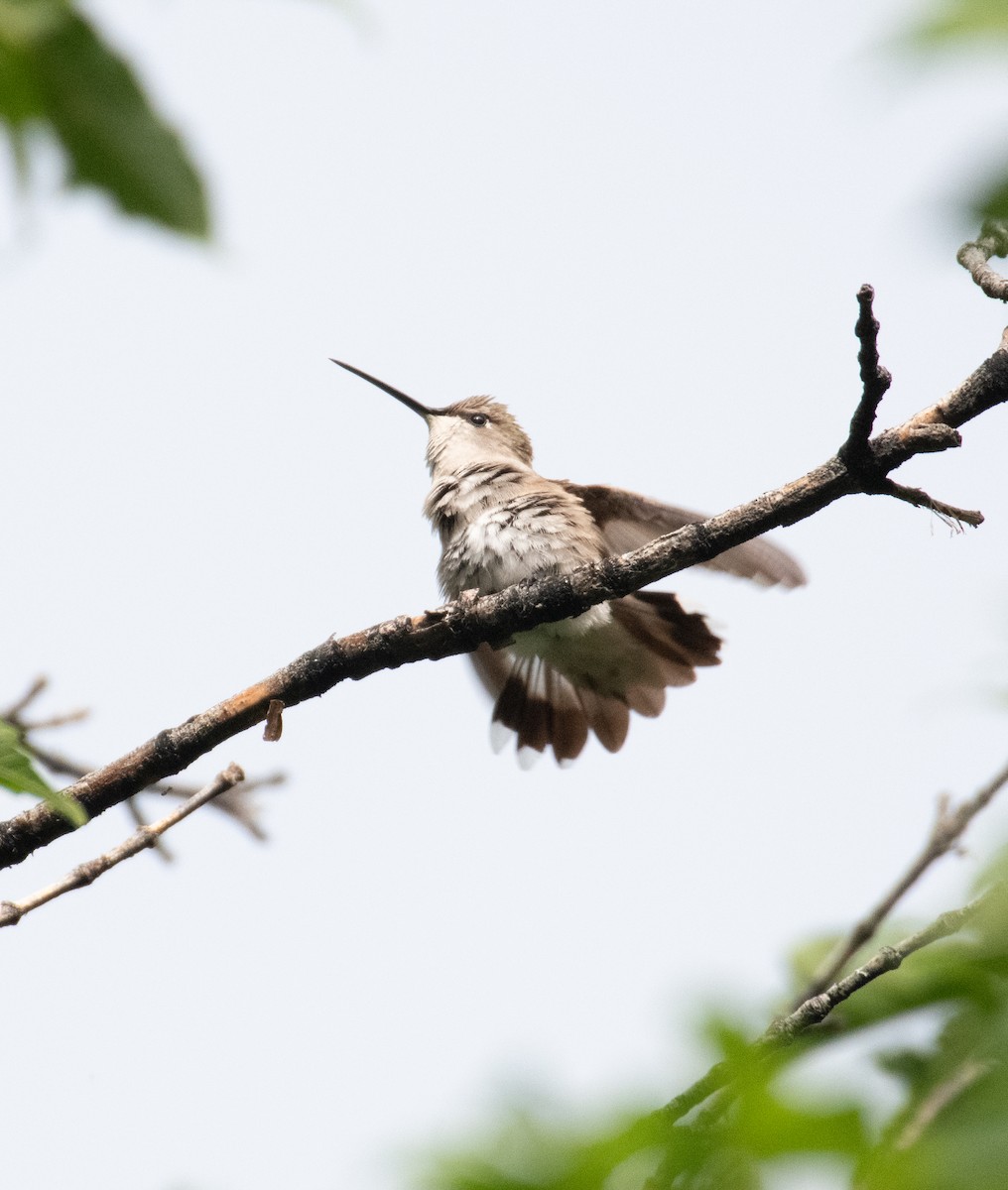 Colibrí Gorjinegro - ML599645071