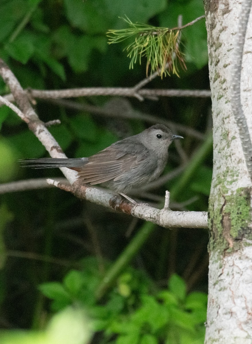 Gray Catbird - ML599645141