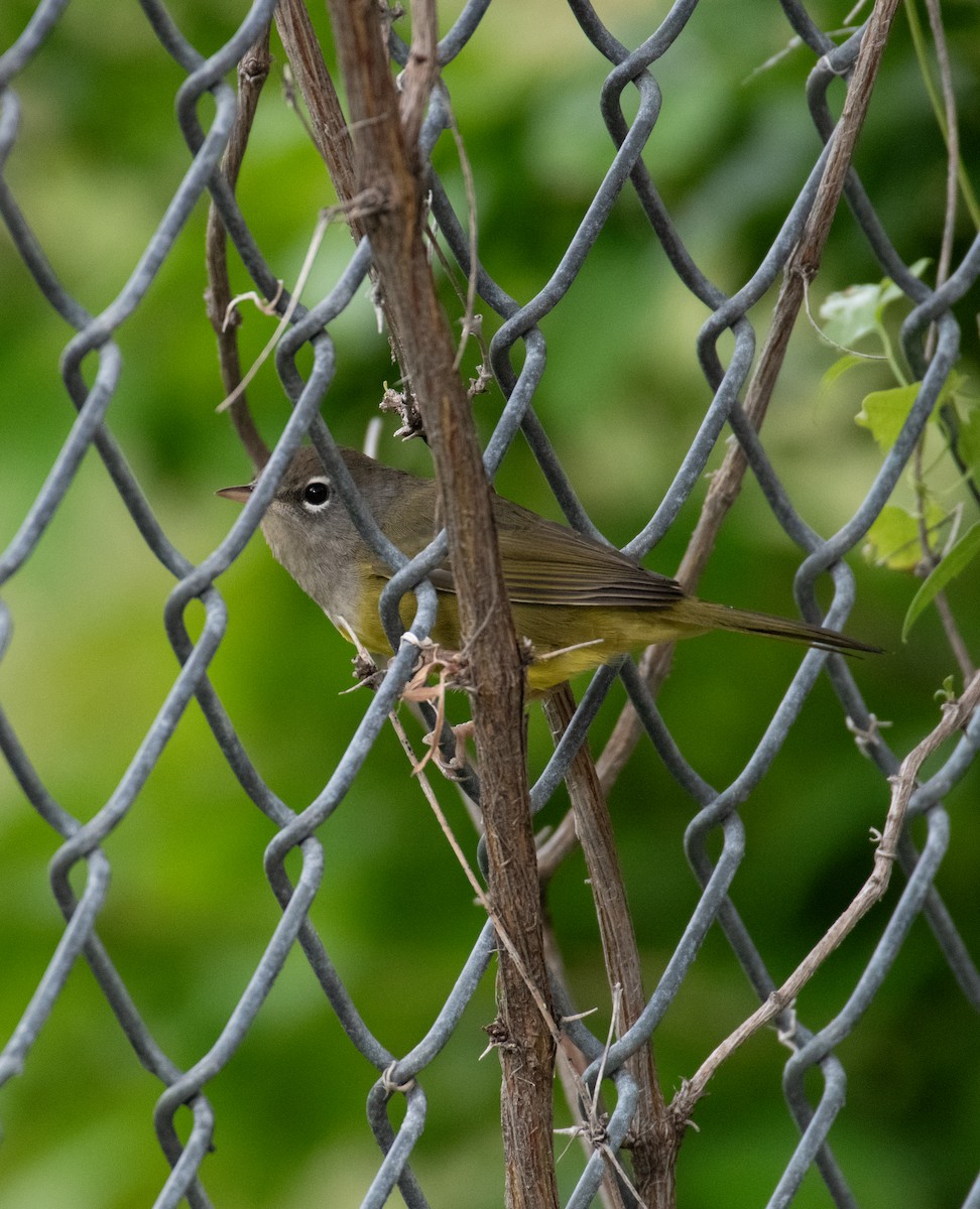 MacGillivray's Warbler - Esther Sumner