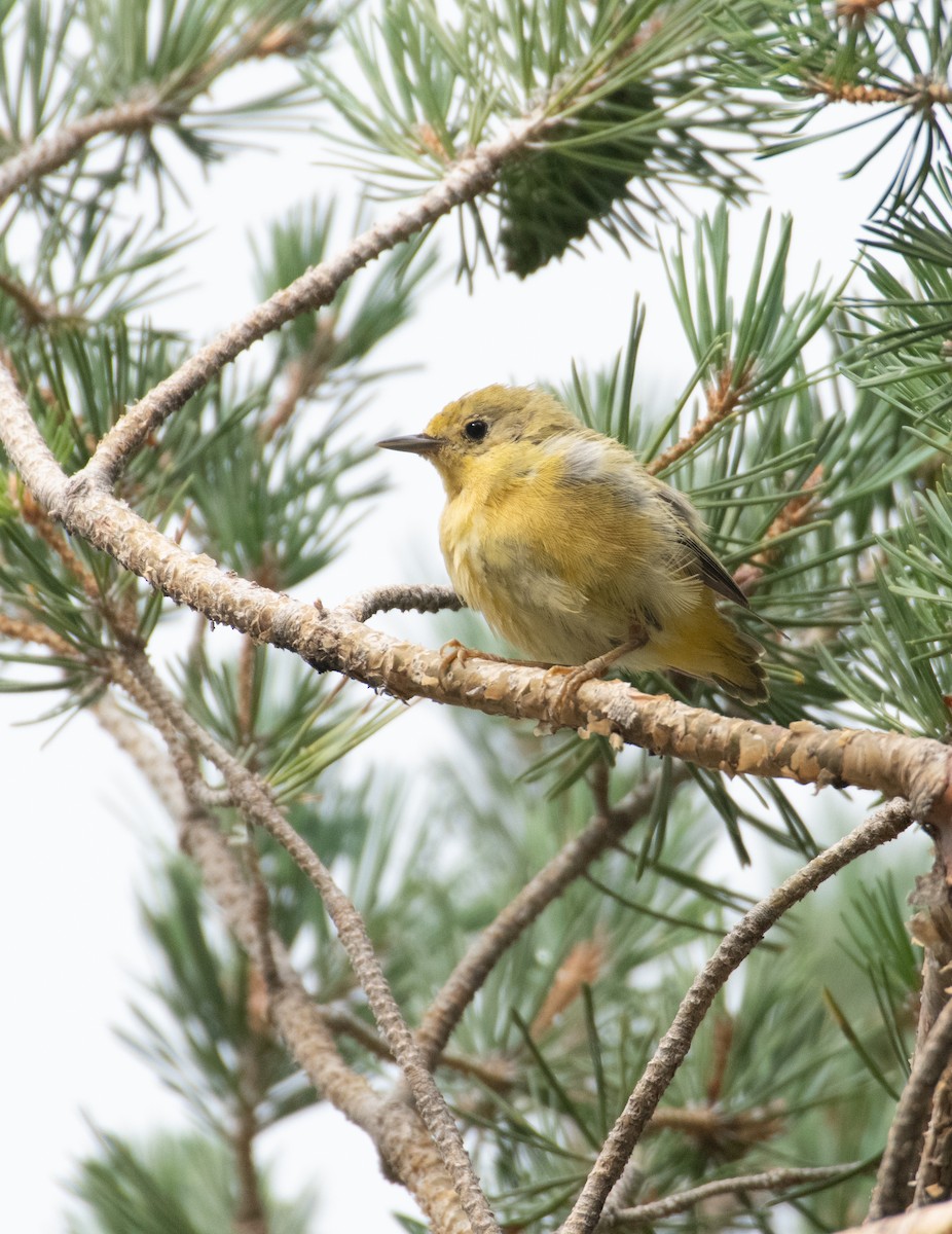 Yellow Warbler - ML599645171