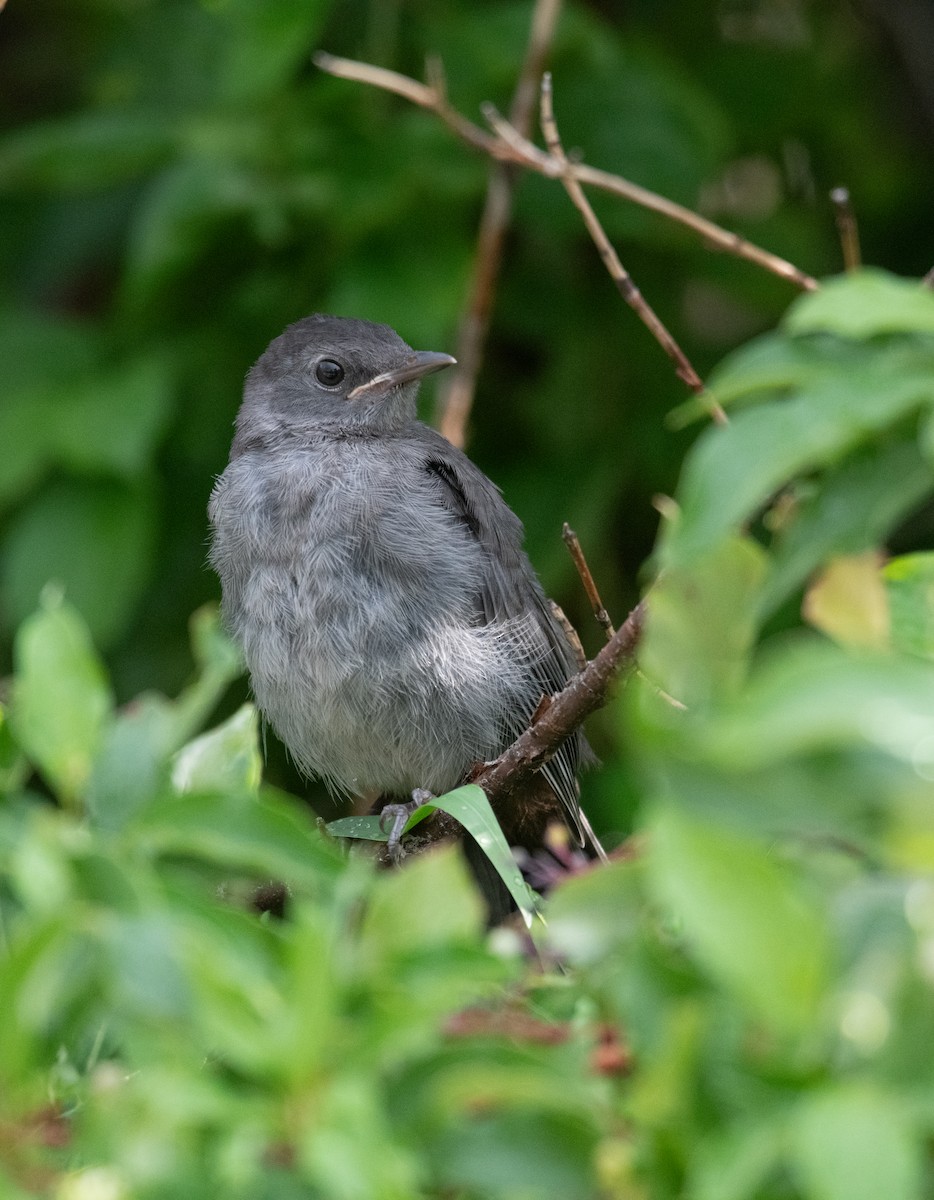 Pájaro Gato Gris - ML599645371