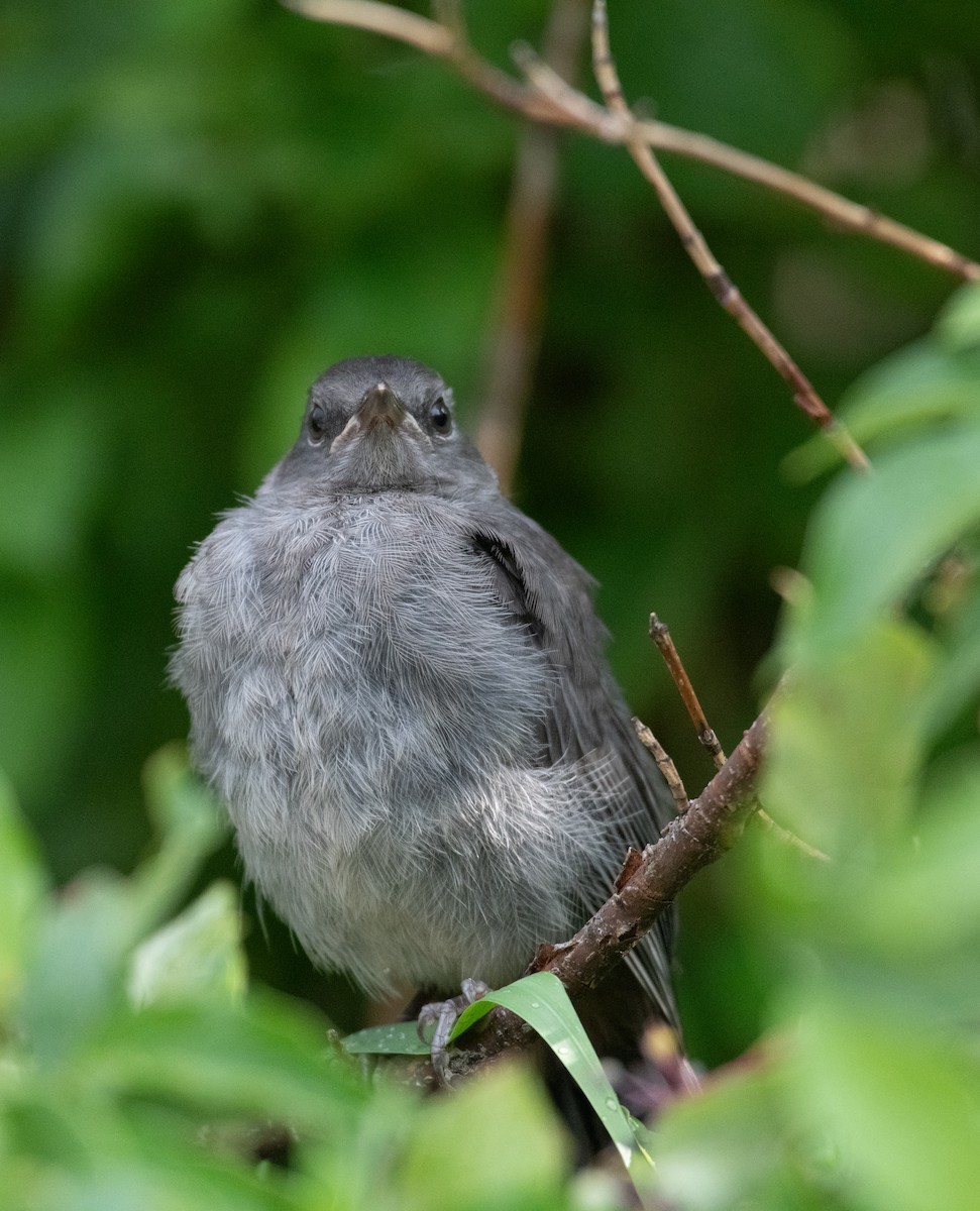 Gray Catbird - ML599645401