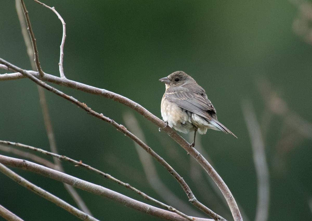 Lazuli Bunting - ML599645421