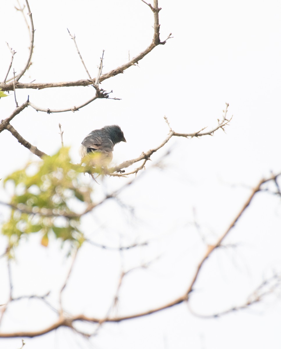 Lazuli Bunting - ML599645461