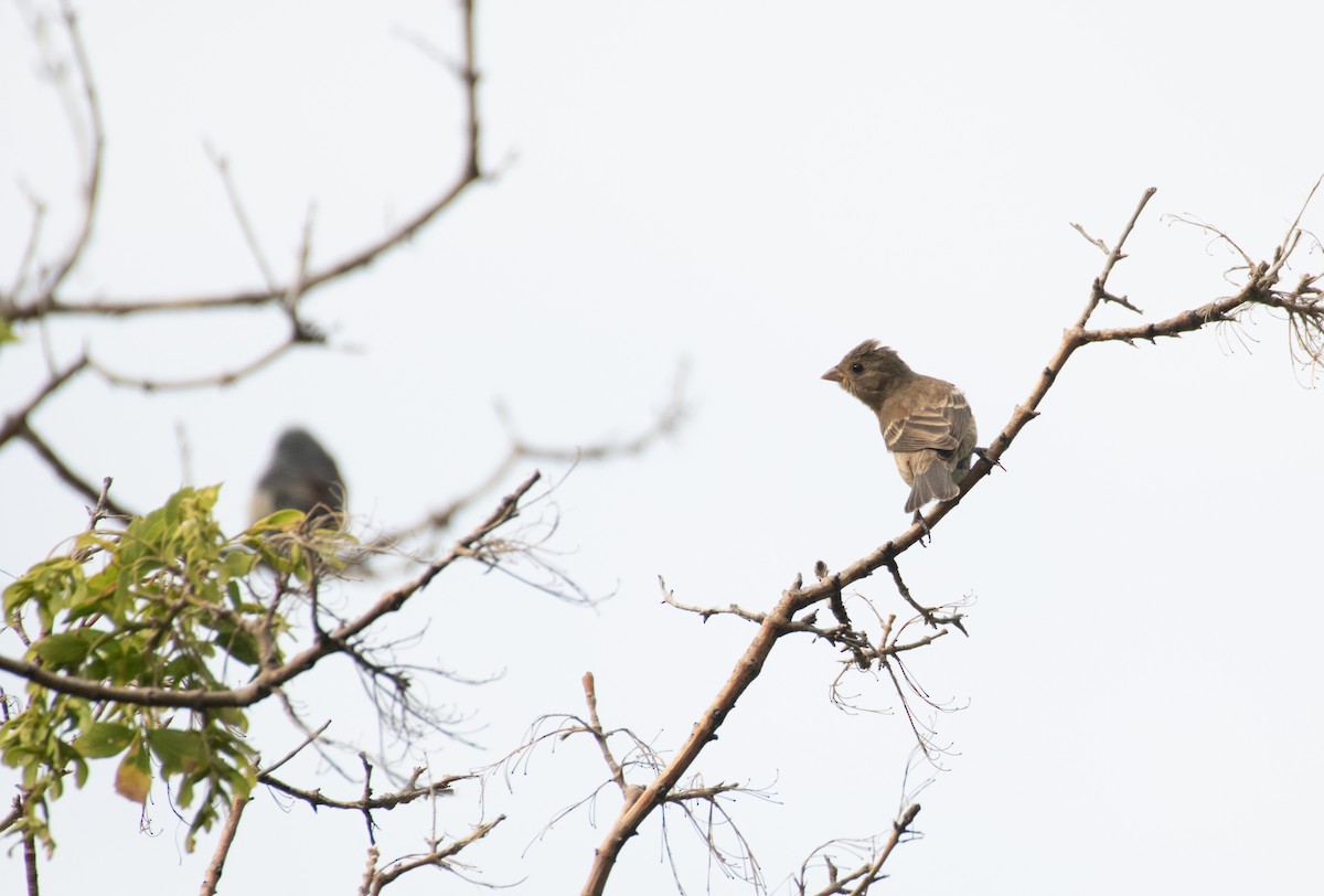 Lazuli Bunting - ML599645471