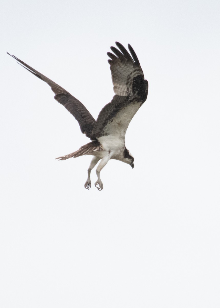 Águila Pescadora - ML599645511