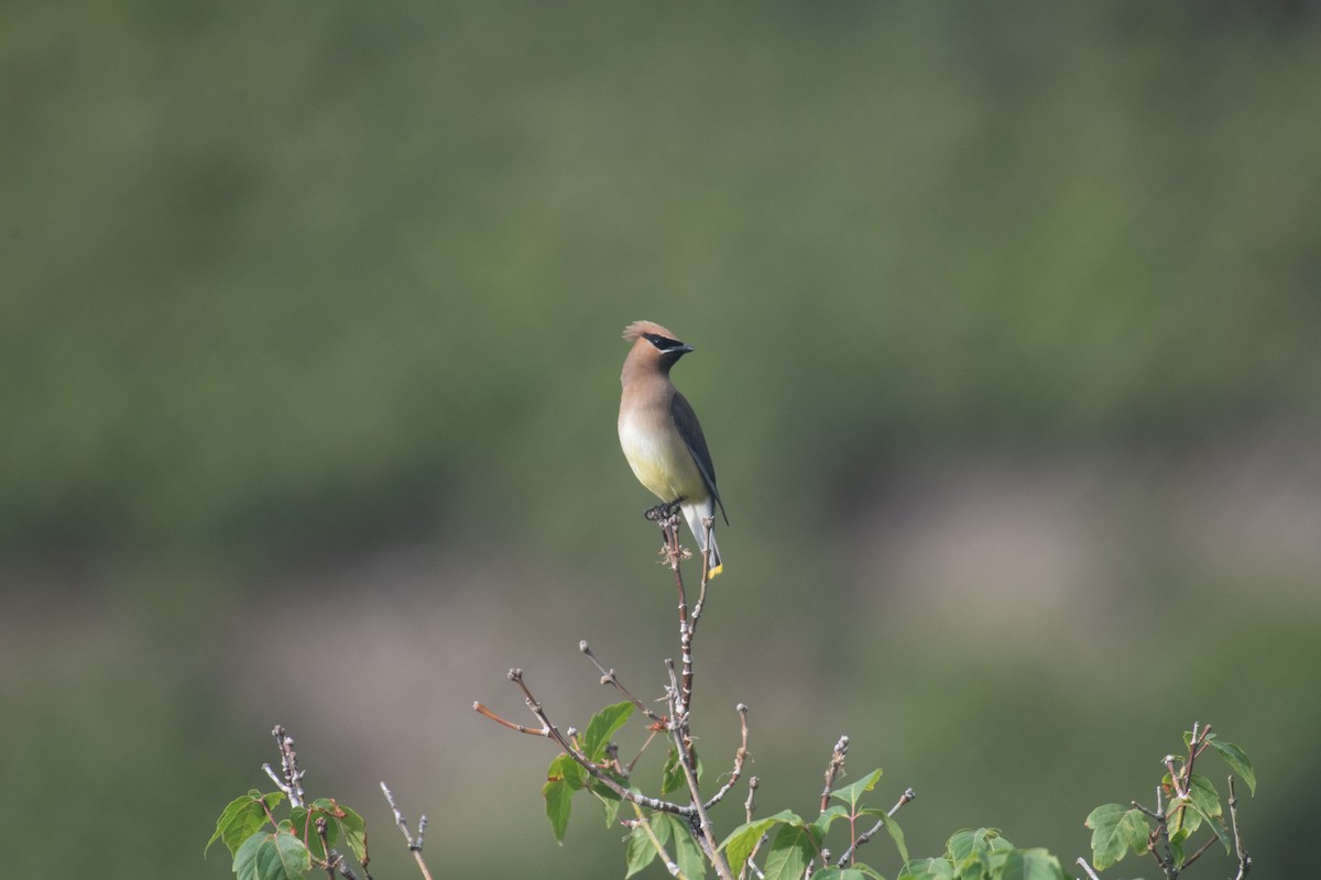 Cedar Waxwing - ML599645711