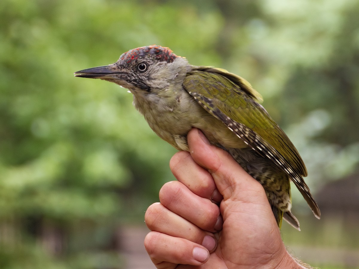 Eurasian Green Woodpecker - ML599646001