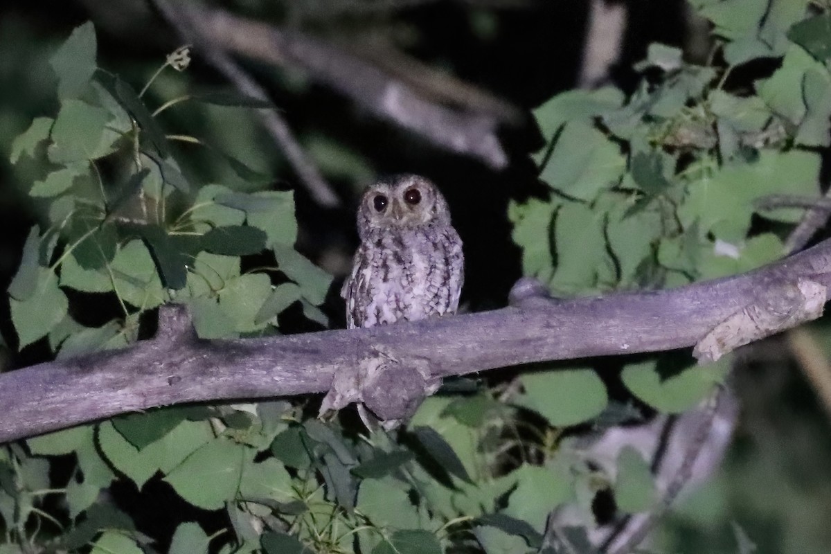 Flammulated Owl - Adrian Lakin