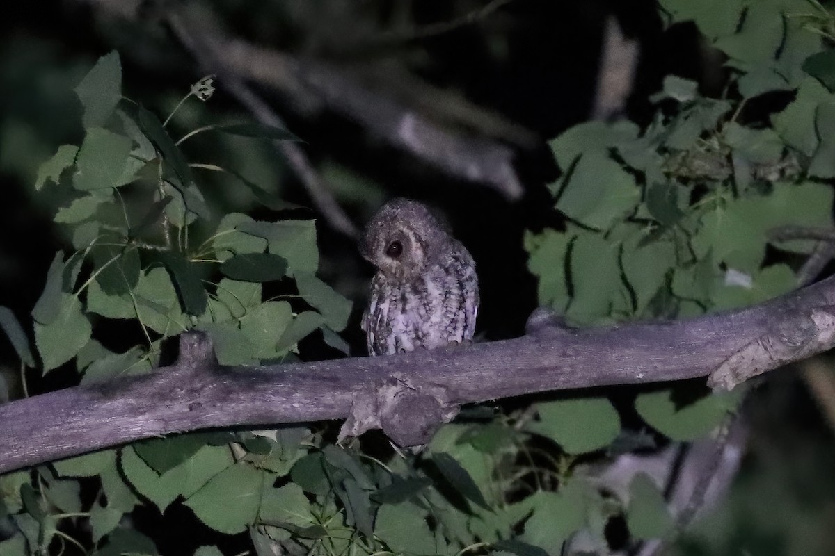 Flammulated Owl - Adrian Lakin