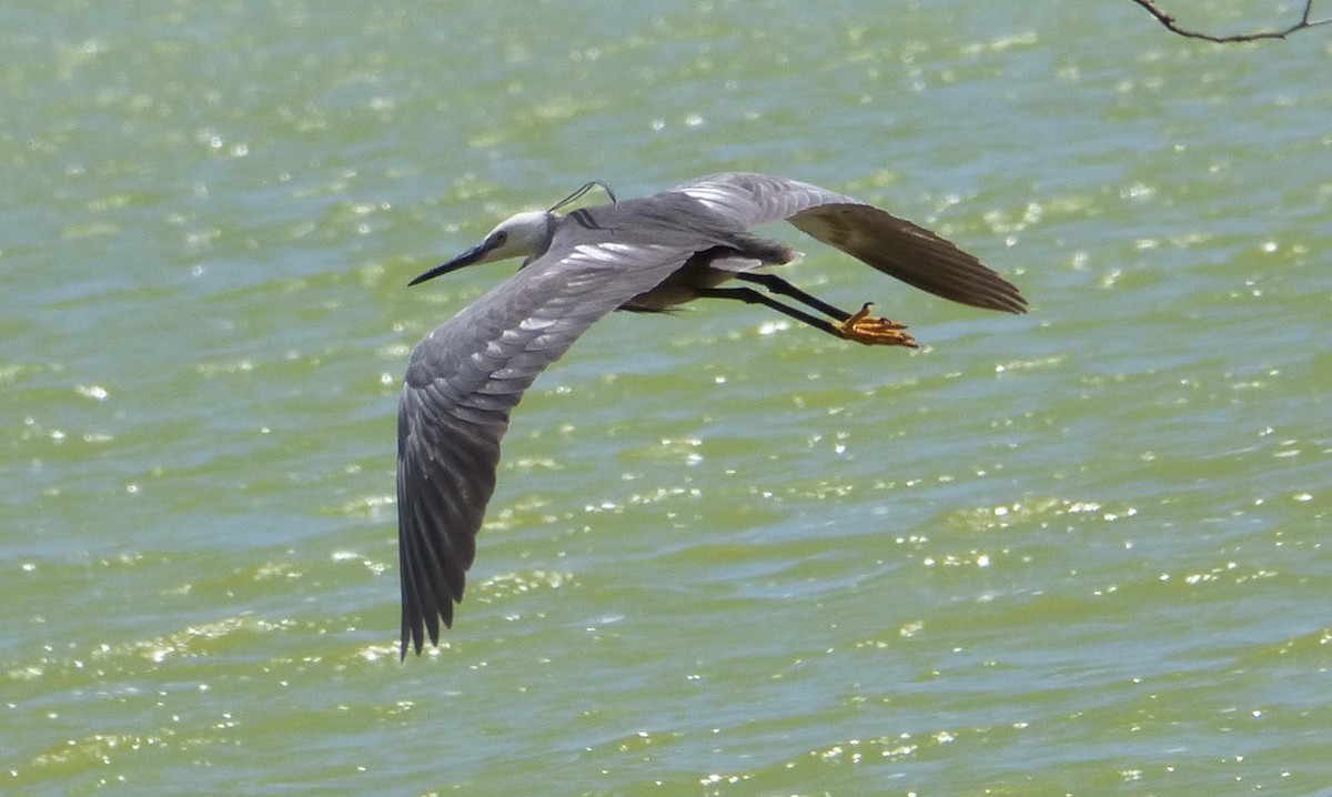 Little Egret x Western Reef-Heron (hybrid) - Mary  McMahon