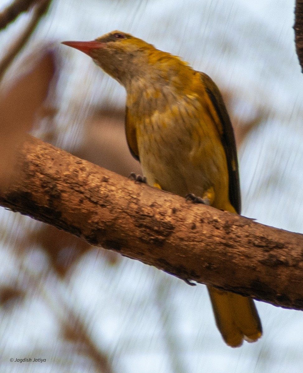 Indian Golden Oriole - ML599647741