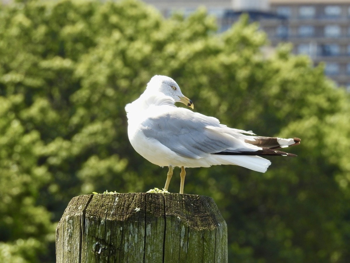 Ring-billed Gull - ML599649651