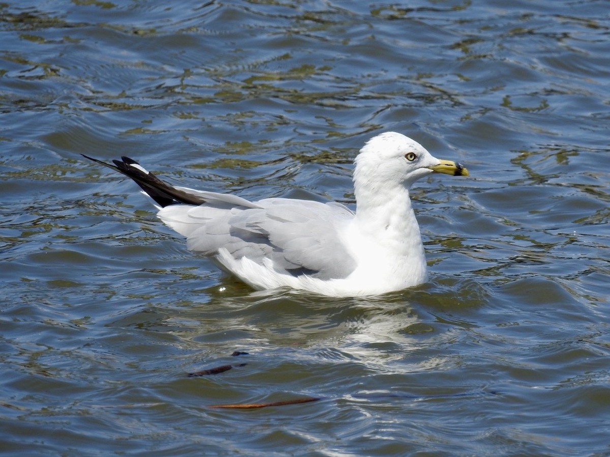 Ring-billed Gull - ML599649661