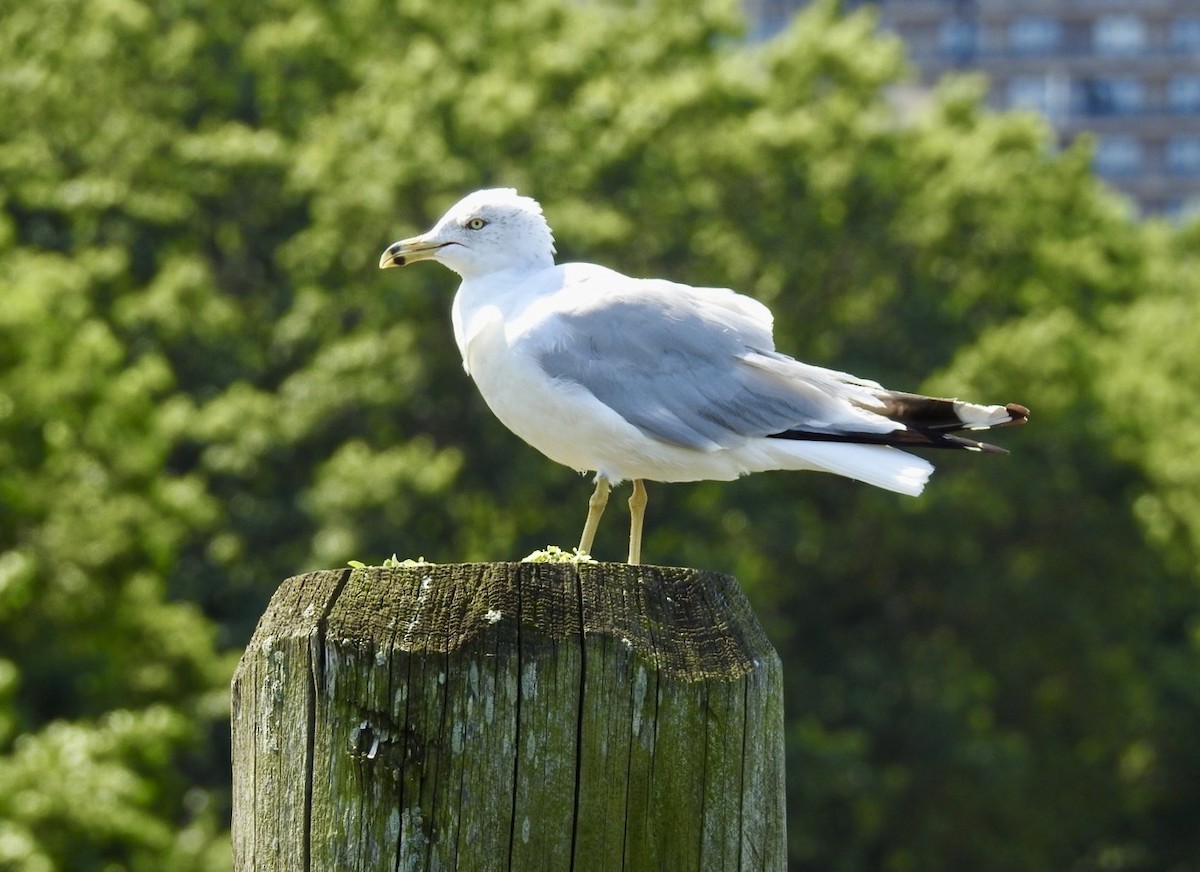 Ring-billed Gull - ML599649671