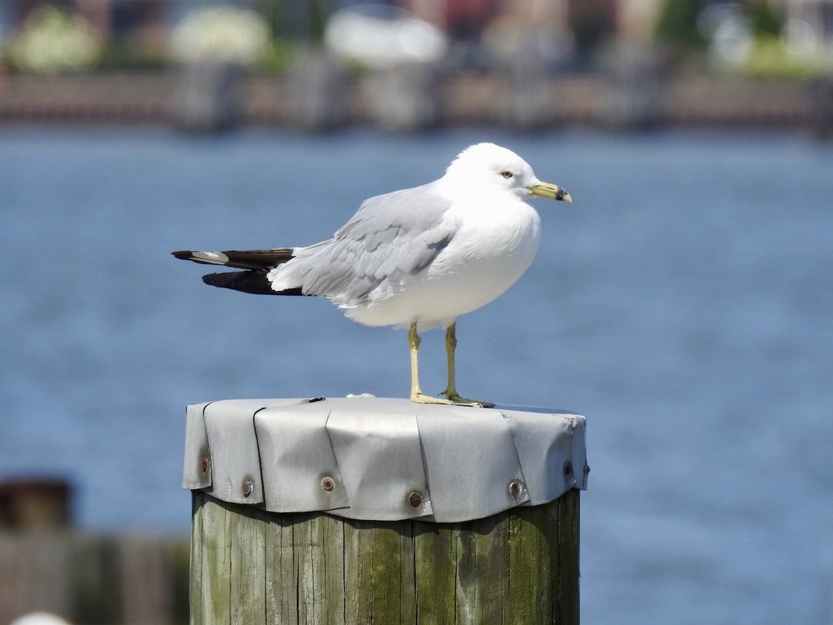 Ring-billed Gull - ML599649681