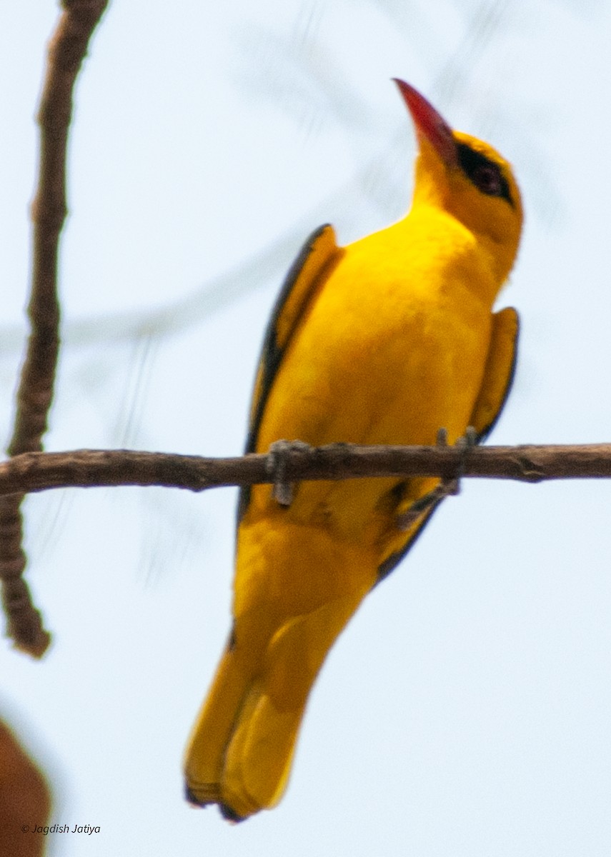 Indian Golden Oriole - ML599649741