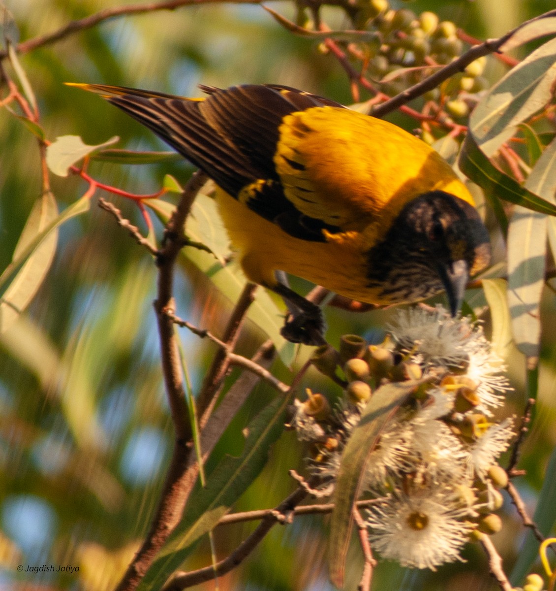 Black-hooded Oriole - Jagdish Jatiya