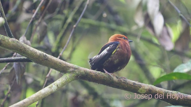 Club-winged Manakin - ML599650301