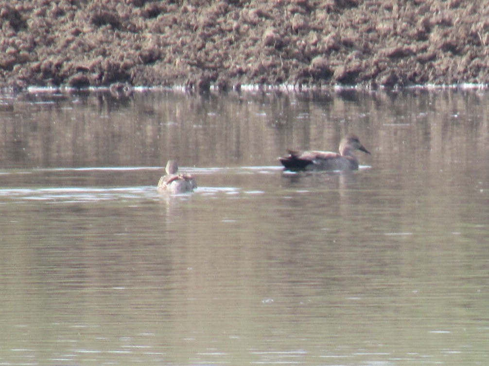 Gadwall - ML59965051