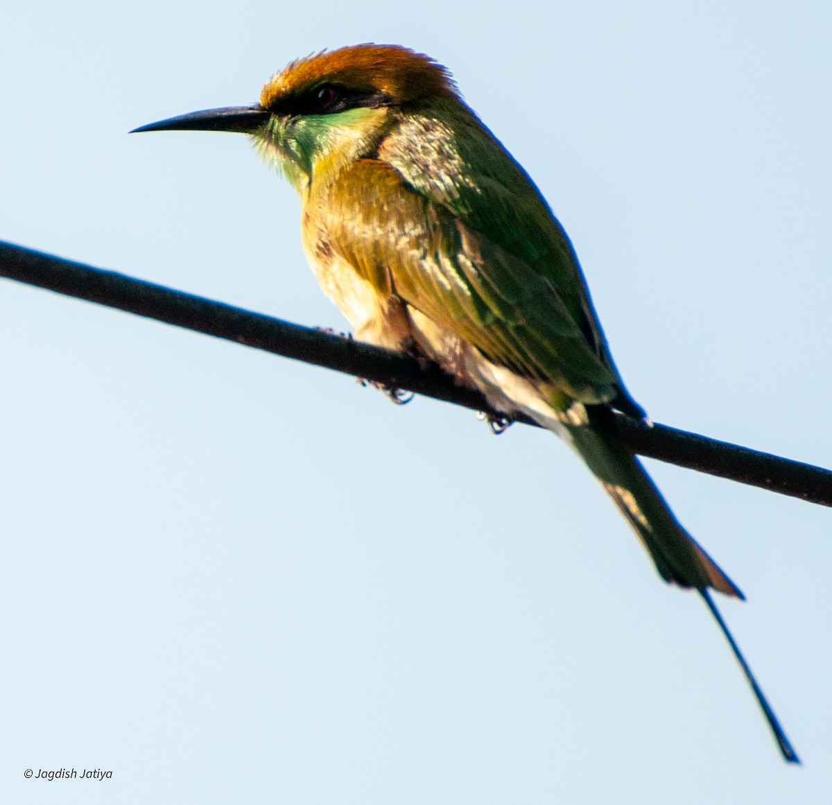 Asian Green Bee-eater - ML599650651