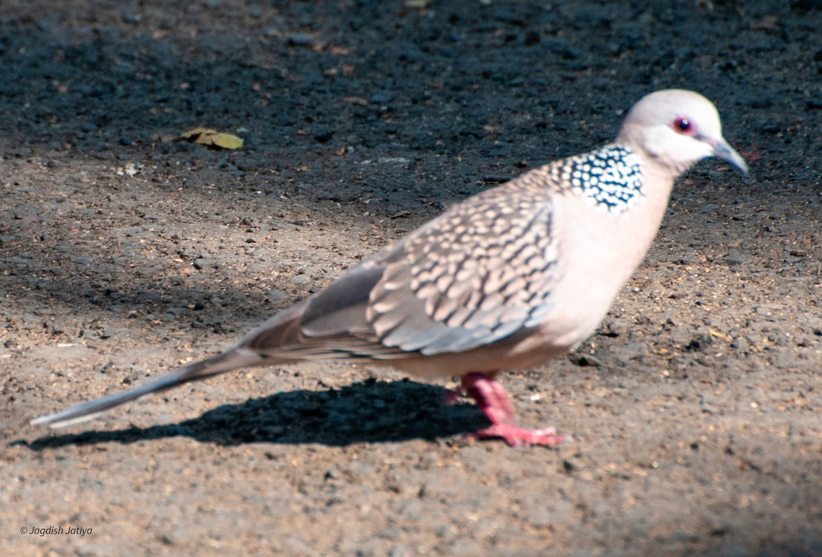 珠頸斑鳩 - ML599650681