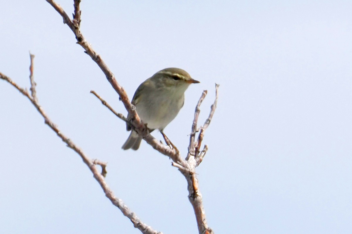 Arctic Warbler - ML599650701